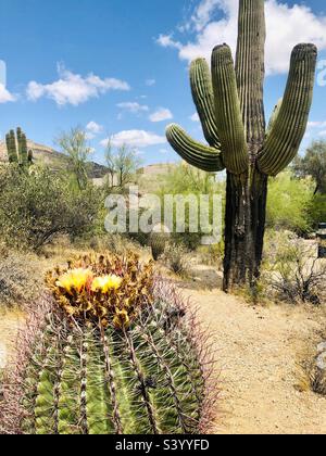 Cactus desert scenery in Phoenix Arizona with a large saguaro cactus Stock Photo