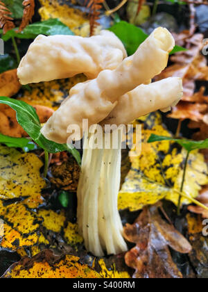 White Saddle Mushroom (Helvella crispa) growing on grass verge in Bishopstoke Hampshire United Kingdom Stock Photo