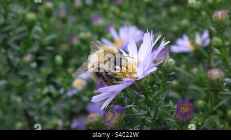 Small bumble bee, moss carder bee (Bombus muscorum), feeding on a purple daisy Stock Photo