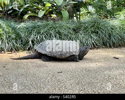 Snapping Turtle Taking a Stroll in Orlando, Florida Stock Photo