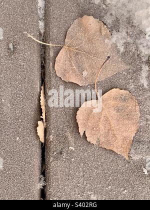Two fallen poplar leaves covered in frost on a frost-covered wooden deck Stock Photo