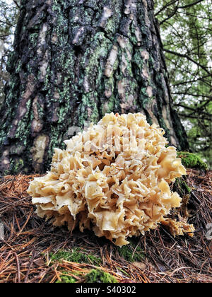 Cauliflower Fungus (Sparassis crispa) Growing in a pine forest in ...