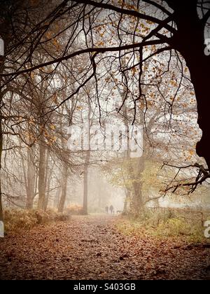 Dog walkers in the woodlands Stock Photo