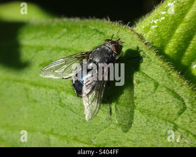 Female blue bottle fly (Calliphora vicina) sitting on a bright green leaf