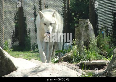 Arctic Wolf Walking Around awaiting Treats as Drool Comes Out Stock Photo