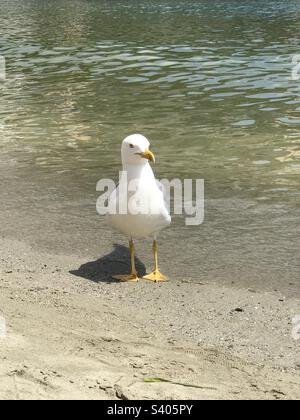 Seagull posing on the beach Stock Photo