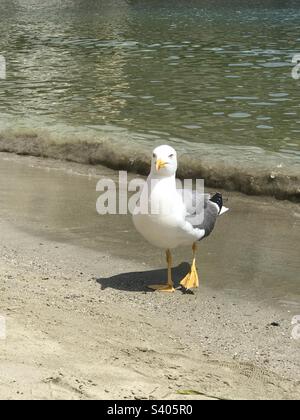 Seagull posing on the beach Stock Photo