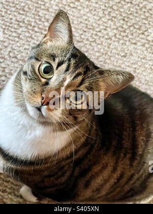 Green eyed short haired female tabby cat. Stock Photo
