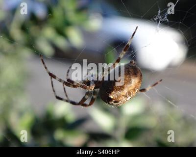 Female garden spider (Araneus diadematus) hanging from its net with a white car passing in the background Stock Photo