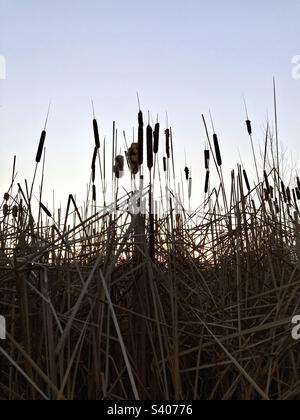 Cattails in the sunrise. Stock Photo