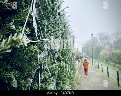 Frozen spiderwebs on a hedgerow by the canal in London on a winters day Stock Photo