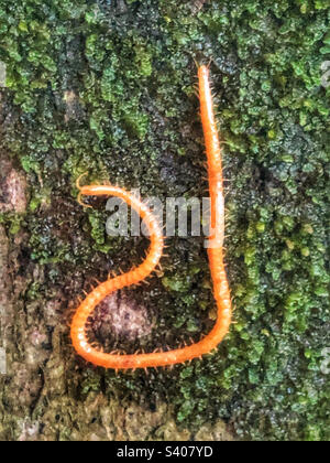 Western Yellow Centipede (Stigmatogaster subterranea) on a patch of moss 7ft up a beech tree in October near Winchester Hampshire United Kingdom Stock Photo