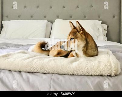 Shiba Inu laying on master bed Stock Photo