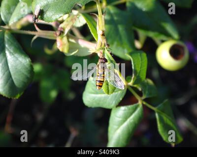 Male marmalade hoverfly (Episyrphus balteatus) with shiny thorax and open wings sitting on a rose plant Stock Photo