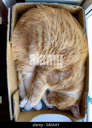 Ginger cat asleep in a cardboard box Stock Photo