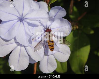 Male marmalade hover fly (Episyrphus balteatus) sitting on a pale blue plumbago flower Stock Photo