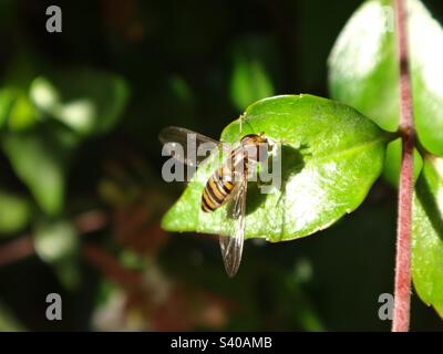 Male marmalade hover fly (Episyrphus balteatus) sitting on a pale blue plumbago flower Stock Photo