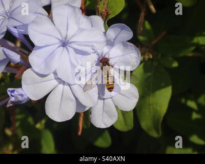 Male marmalade hover fly (Episyrphus balteatus) sitting on a pale blue plumbago flower Stock Photo