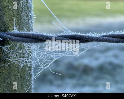 Frosty web Stock Photo