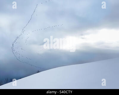 A skein of geese flying south over a winter landscape Stock Photo