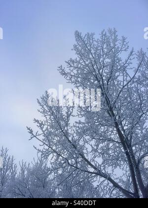 Frosty winter trees against a blue sky Stock Photo - Alamy