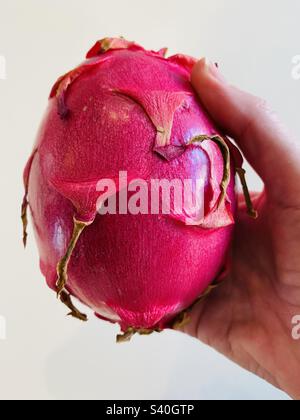 Hand holding a red flesh dragon fruit Stock Photo