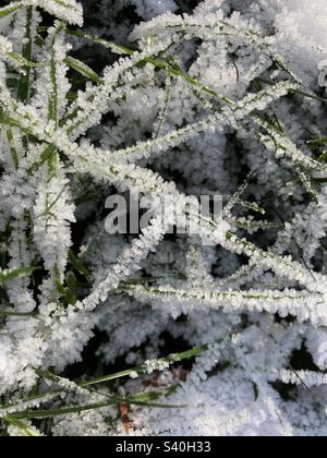snow and frost on blades of grass Stock Photo