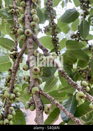 Fruit growing on a sacred fig tree Stock Photo