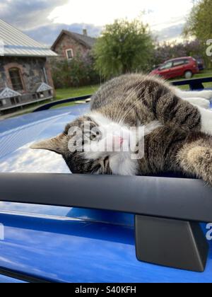Cat laying on a car Stock Photo - Alamy