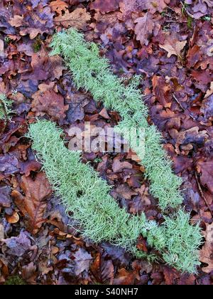 Beard lichen growing on a fallen branch in the New Forest National Park Stock Photo