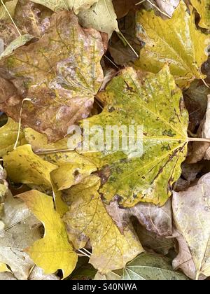 Recently fallen maple leaves are moist with falling sleet and snow. The fresh storm water covering the leaves really brings out their color and texture. Stock Photo