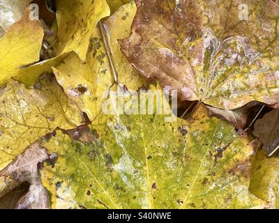 Recently fallen maple leaves are moist with falling sleet and snow. The fresh storm water covering the leaves really brings out their color and texture. Stock Photo