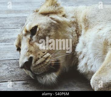 Lioness, London Zoo. Stock Photo