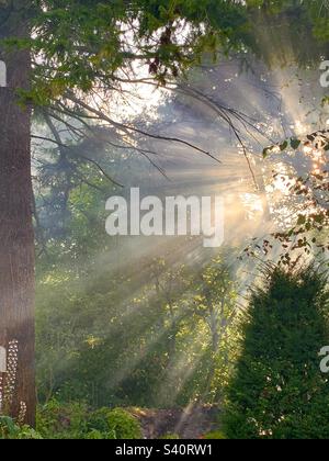 Shafts of warm summer sunlight streaming through trees in English country cottage garden, Somerset England Stock Photo