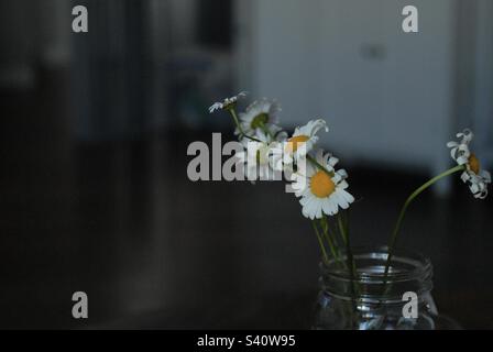 Daisies brighten up the dark Stock Photo