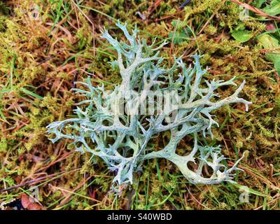 Oakmoss lichen (Evernia prunastri) fallen on the forest floor In Hampshire United Kingdom Stock Photo