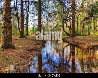 Pine trees on the banks of Blackwater stream in the New Forest National Park Stock Photo