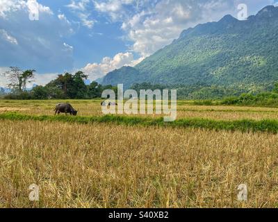 Water Buffalo in rice field Stock Photo