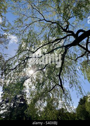 Looking up through willow tree branches and new growth of spring leaves ...