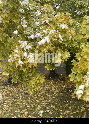 Maple trees during autumn amidst a snowstorm in Utah, USA. Stock Photo