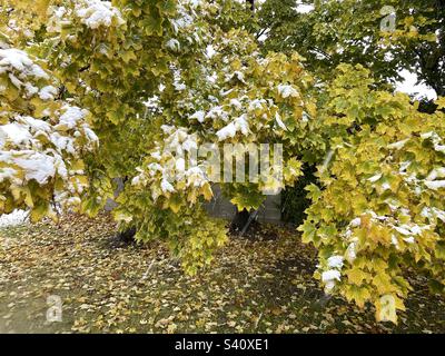 Maple trees during autumn amidst a snowstorm in Utah, USA. Stock Photo