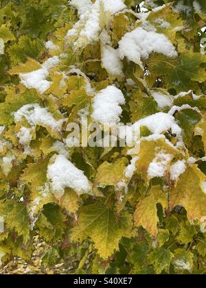 Maple trees during autumn amidst a snowstorm in Utah, USA. Stock Photo