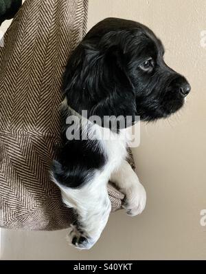 English Springer Spaniel Pup. Weekly Puppy Weigh - in. Stock Photo
