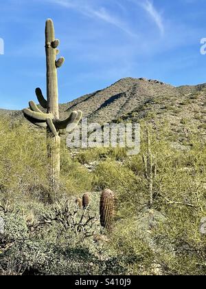 Just a beautiful January Day hiking in the Sonoran Desert Preserve, brilliant blue skies, wispy clouds over McDowell Mountains, towering saguaro, cholla, barrel cacti, palo verde, Phoenix, Arizona Stock Photo