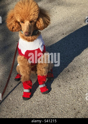 Miniature poodle dressed like Santa in red and white boots and seater. Stock Photo