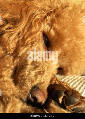 Closeup of face and paws of apricot miniature poodle dozing in morning sun. Stock Photo