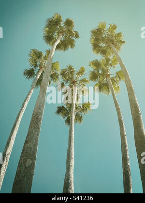 Low angle view of palm trees Stock Photo
