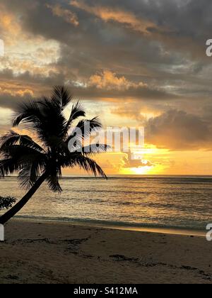 A silhouette of a palm tree at sunset on a tropical island. Tavarua Island Resort, Fiji. Stock Photo