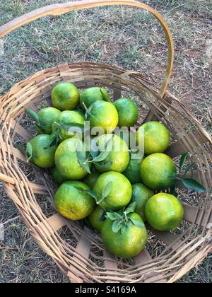 A handmade basket full of tangerines Stock Photo
