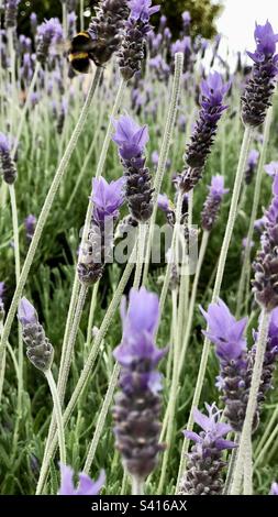 Bumble Bee taking pollen from lavender Stock Photo